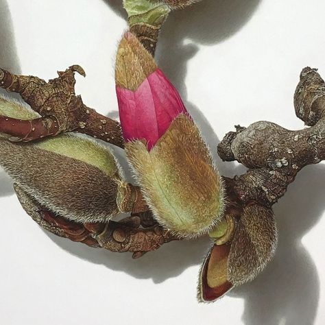 David L Morrison | A color pencil drawing of a magnolia twig. It’s my current drawing. I have always like the anticipation when the magnolia flower is about… | Instagram Hyper Realism, Flower Drawings, About Instagram, Magnolia Flower, Color Pencil, Color Pencil Drawing, Colored Pencil, A Color, Pencil Drawing