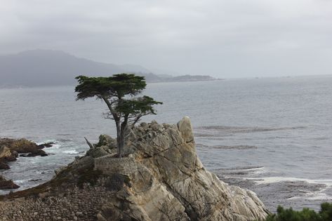 Resilience of the lone cypress – Backpack full of questions Bald Cypress Tree Tattoo, Cypress Trees Painting, Blue Ice Arizona Cypress Tree, Lone Cypress Tree California, Lone Cypress, Northern California Travel, 17 Mile Drive, Monterey Cypress, California Travel Guide