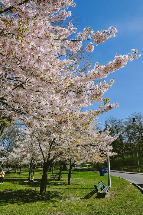 High Park Cherry Blossoms, Toronto Aesthetic Sabrina Carpenter, High Park Toronto, Selena Gomez Aesthetic, Cherry Blossom Art, Celebrity Singers, Fun Places To Go, Addison Rae, Spring Aesthetic, Hailey Bieber