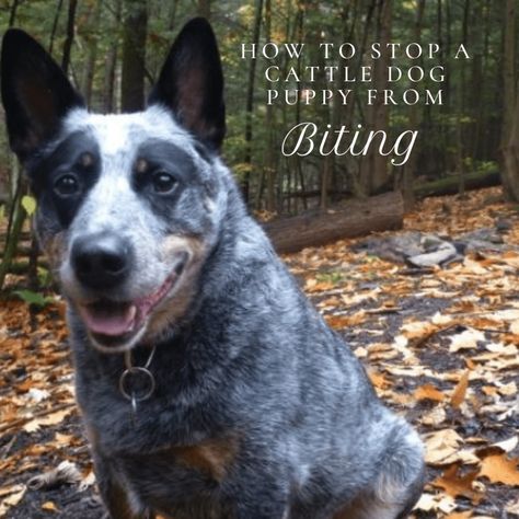 How to Stop a Cattle Dog Puppy (Heeler) From Biting | PetHelpful