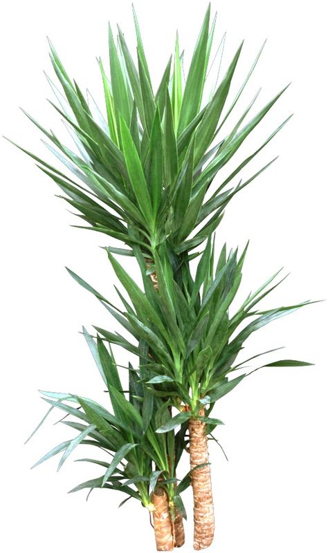 Put a Yucca plant in the sun and ignore it. Easiest succulent #houseplant there is. HousePlant411.com Yucca Plant Indoor, Yukka Plant, Yucca Plant Care, Houseplant Collection, Yucca Tree, Snake Plant Care, Easy Care Houseplants, Yucca Plant, Plant Indoor