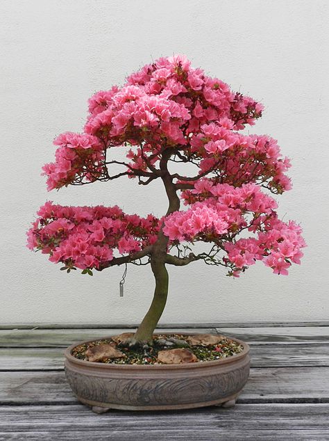 Bonsai Trees Aesthetic, Sakura Bonsai Tree, Bonsai Tree Aesthetic, Safari Nursery Ideas, Bonsai Aesthetic, Bonsai Azalea, Azalea Bonsai, Safari Baby Room, Flowering Bonsai