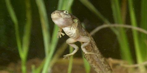 This is how a tadpole transforms into a frog 🐸 A Frog, Nature Study, Frogs, On Twitter, Twitter, Beauty, Nature