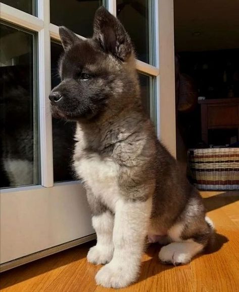 Akita Dog Japanese, Pomsky Full Grown, Akita Inu Puppy, Akita Puppy, Malamute Puppy, Puppy Palace, Akita Puppies, Malamute Puppies, American Akita