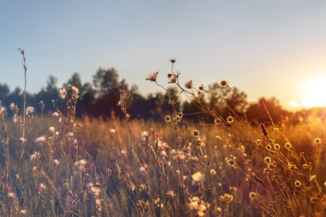 In Midian Background Laptop Desktop Wallpapers, Nature Computer Wallpaper, Autumn Macbook Wallpaper, Macbook Background, Grass Meadow, Mystical Nature, Desktop Wallpaper Fall, Nature Field, Field Background