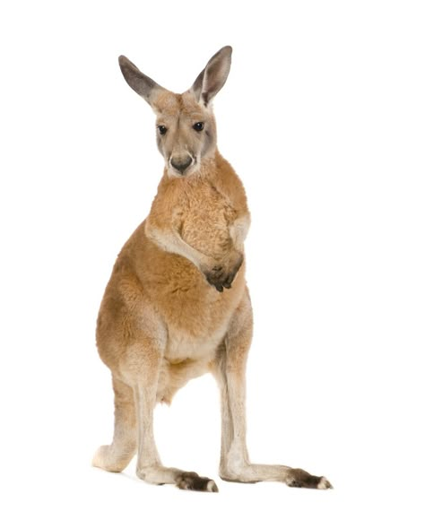 Kangaroo Facts  #Science #facts #reading Kangaroo Facts, Kangaroo Image, Kangaroo Logo, Baby Joey, Red Kangaroo, Cardboard Cutout, Animal Facts, Beautiful Lines, Party Props