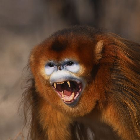 Golden Snub Nosed Monkey, Snub Nosed Monkey, Monkey Smiling, Gold Monkey, Monkey Cute, Monkey Funny, Types Of Monkeys, Ancient Warrior, Dark Materials