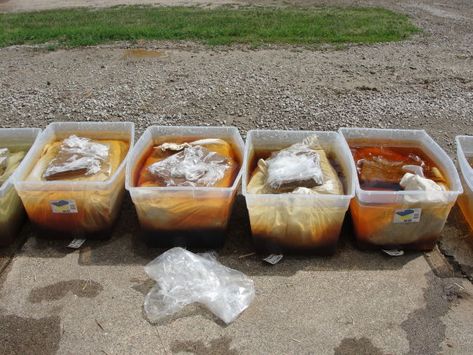 Hay soaking in water inside plastic bins. Hay Soaking, Alfalfa Hay, Horse Nutrition, Horse Hay, Grass Hay, Horse Behavior, Run In Shed, Horse Care Tips, Horse Hoodies