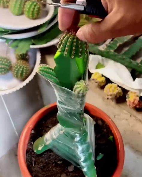 LADbible - Cactus Grafting Cactus Grafting, Grafted Cactus, Unique Plants, Cactus Plants, Cactus, Plants, Green