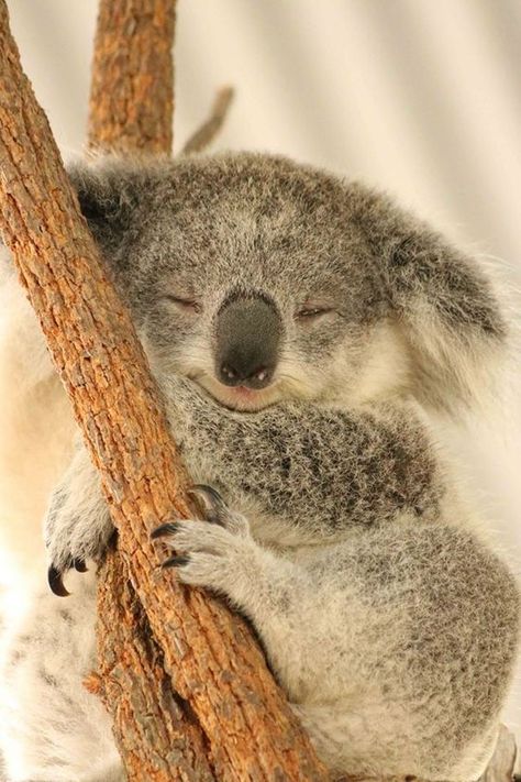 #koala #koalasofinstagram #koalarescue #babykoala #australia #rescue #australiananimals #wildlifecarers#australiankoalafoundation #visitaustralia #koalababy #koalalove #savethekoalas #koalarescuev Koala Bear Aesthetic, Koala Aesthetic, Koala Pictures, Cute Koalas, Koala Marsupial, The Wombats, Baby Koala, Koala Baby, Cute Animals Images