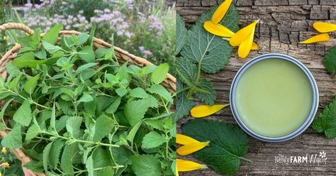 Articles Homemade Healing Salve, Cold Sore Lip, Nerdy Farm Wife, Herb Ideas, Lip Balm Recipe, Apothecary Products, Diy Lip Balm Recipes, Balm Recipe, Healing Salve