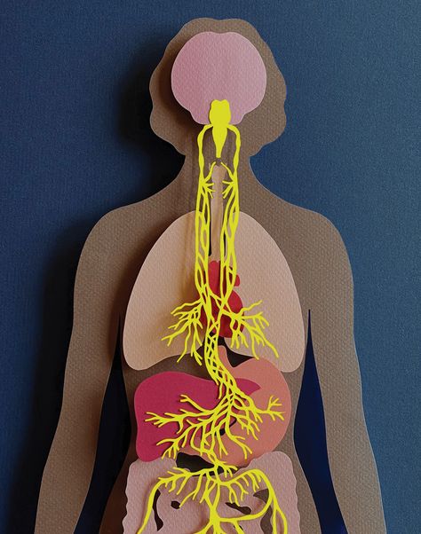 How Your Amazing Vagus Nerve Works to Keep You Calm Vagus Nerve Anatomy, Vagus Nerve Diagram, Calm Vagus Nerve, Vagus Nerve Art, Vagus Nerve Illustration, Nerve Poster, What Is The Vagus Nerve, Nervous System Art, Anatomy Coloring