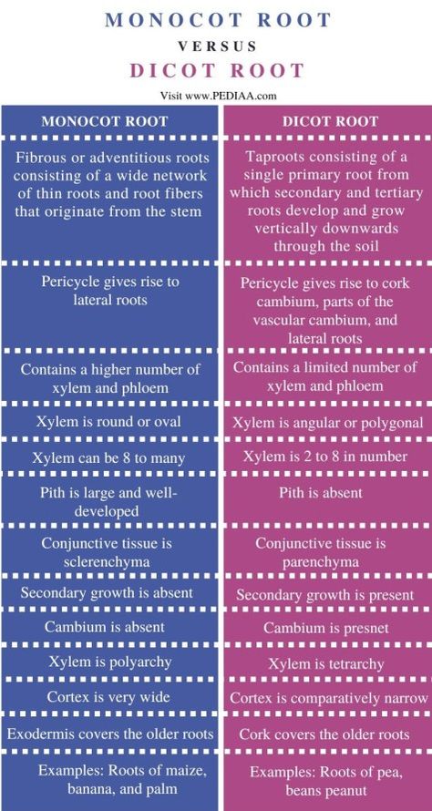 What is the Difference Between Monocot and Dicot Root Check more at https://in4arts.com/what-is-the-difference-between-monocot-and-dicot-root.html Root Diagram, Bio Notes, Plant Notes, Leaf Structure, Biology Facts, Study Tips For Students, Plant Tissue, Study Flashcards, Mind Maps