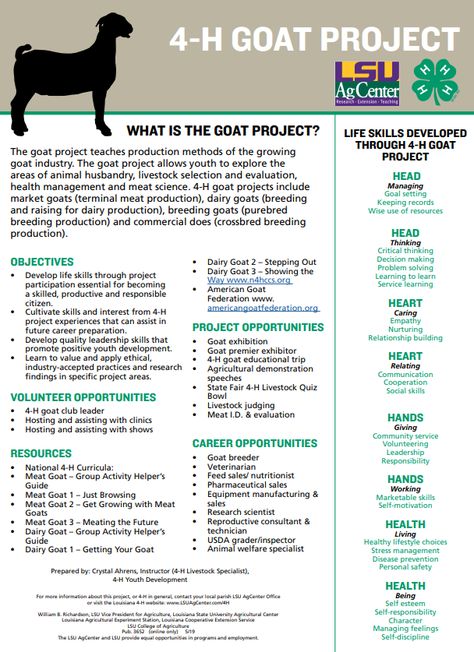 The goat project teaches production methods of the growing goat industry. The goat project allows youth to explore the areas of animal husbandry, livestock selection and evaluation, health management and meat science. 4-H goat projects include market goats (terminal meat production), dairy goats (breeding and raising for dairy production), breeding goats (purebred breeding production) and commercial does (crossbred breeding production). Boer Goats Raising, Showing Dairy Goats, Goat 4h Projects, 4h Goat Project Ideas, Meat Goats Breeds, Goat Showing Tips, 4-h Goat Project, 4 H Fair Projects, Showing Goats In 4h