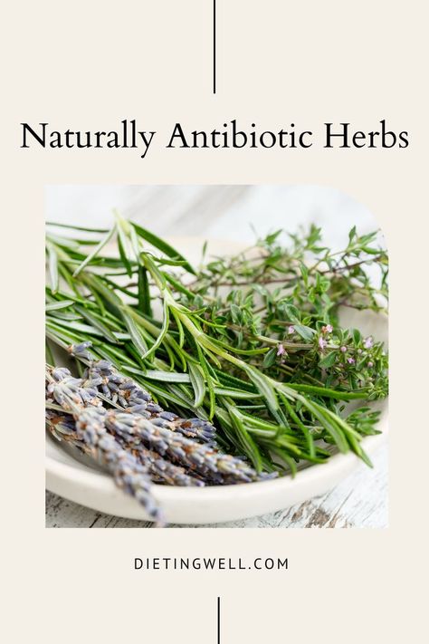 Naturally antibiotic herbs | natural remedies Natural Antibiotics For Tooth Infection, Antibiotic Herbs, Antibiotics Natural, Taking Antibiotics, Frugal Meal Planning, Tooth Infection, Natural Antibiotic, Healthy Living Inspiration, Health Articles Wellness