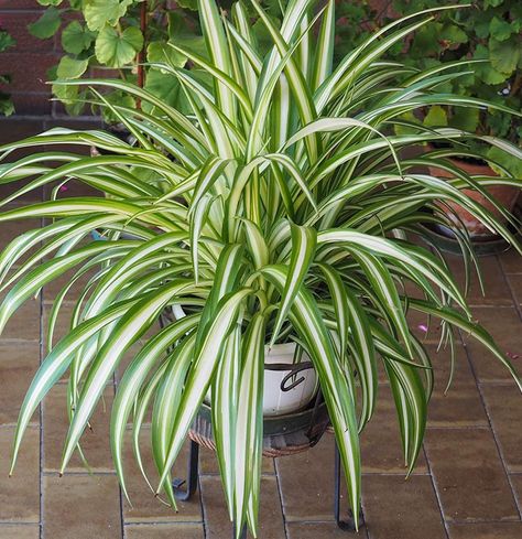 Propagating Spider Plants, Common House Plants, Houseplants Low Light, Seed Starting Mix, Gardening Projects, Spider Plant, Leafy Plants, Fast Growing Trees, Fertilizer For Plants