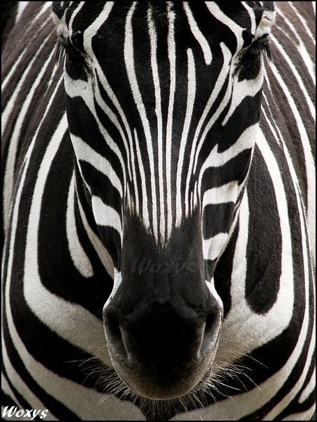 Zebra: perfect symmetry by woxys.deviantart.com on @deviantART Regard Animal, African Animals, Animal Planet, Animal Photo, Nature Animals, Zebras, 귀여운 동물, Beautiful Creatures, Black And White Photography