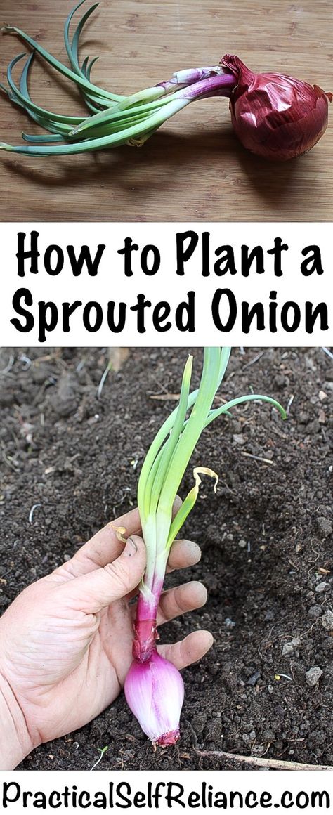 Planting Sprouted Onions Sprouted Onions, Onion Planting, Onion Garden, Growing Onions, Planting Onions, Organic Vegetable Garden, Magic Garden, Home Vegetable Garden, Organic Gardening Tips