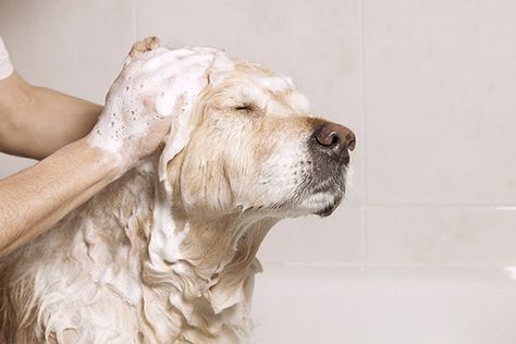 dog taking bath with shampoo Flea Shampoo For Dogs, Home Remedies For Fleas, Mobile Pet Grooming, Best Dog Shampoo, Oatmeal Dog Shampoo, Dog Wash, Pet Shampoo, Dog Skin, Dog Bath