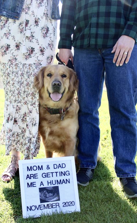 Pregnancy announcement with golden retriever Baby Announcement With Dog, Funny Baby Announcement, Puppy Announcement, Dog Baby Announcement, Baby Announcement To Husband, Dog Pregnancy Announcement, Its A Girl Announcement, Cute Pregnancy Announcement, Baby Announcement Pictures