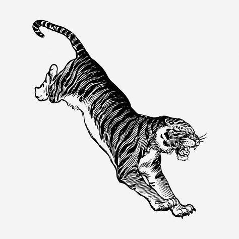 Jumping tiger, vintage animal illustration. Free public domain CC0 graphic | free image by rawpixel.com Tiger Jumping Illustration, Circus Tiger Illustration, Jumping Tiger, Tiger Tattoo Sleeve, Tiger Vintage, Angry Tiger, Tiger Vector, Tiger Drawing, Vintage Tiger