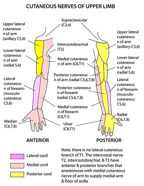 Instant Anatomy - Upper Limb - Nerves - Skin - Cutaneous supply Anatomy Of The Body, Upper Limb Anatomy, What Is Intelligence, Medical Drawings, Ulnar Nerve, Medical Mnemonics, Neurological System, Medical Stickers, Medical Transcription