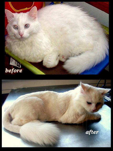 Groomed Cats Ideas, Long Hair Cats Grooming Styles, Cat Haircut Ideas, Cat Lion Cut, Cat Grooming Styles, Cat Haircut, Grooming Ideas, Haircut Inspo, Long Haired Cats