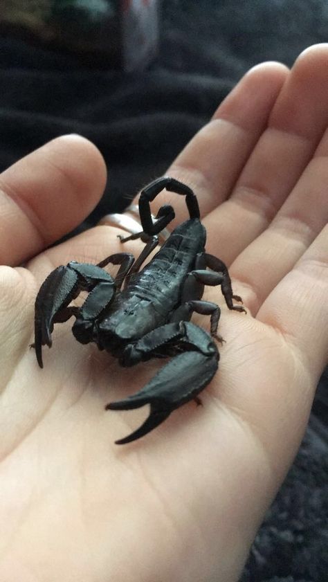 Flat Rock Scorpion  They are wonderful pets, easy to care for, and typically are friendly (but shy). Scorpions Animal, Pet Scorpion, Scorpion Animal, Cute Scorpion, Scorpion Oc, Scorpion Aesthetic, Desert Scorpion, Reptile Room, Cool Bugs