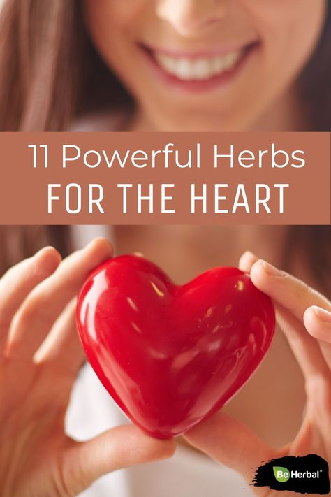 Though heart diseases are very common, and almost every other person is suffering from them, the conditions are still preventable. The heart health herbs have potential benefits towards all the risk factors except hereditary and congenital disease. They are not only preventive but also curative. Check out these natural herbs by reading this article. #healingharvesthomestead #heart #health #herbs #herbsforyourheart #healthyheart #herbalism #plantmedicine Herbs For The Heart, Herbs To Heal, Herbs Uses, Benefits Of Herbs, Health Herbs, Heal Your Heart, Heart Diseases, Energy Supplements, Health Heal