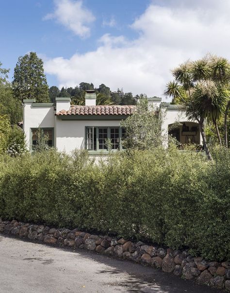 I replaced a fence with a hedge of Pittosporum tenuifolium ‘Silver Sheen’. The price difference for small plants versus established shrubs was more than $1,000. Within 18 months, the small plants had grown in thickly and the hedge was more than six feet tall. #gardenista Pittosporum Hedge, Pittosporum Silver Sheen, Podocarpus Hedge, Pittosporum Tenuifolium, Yard Privacy, Shrubs For Privacy, Privacy Hedge, Matthew Williams, Mediterranean Landscaping