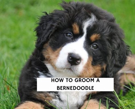 How to Groom a Bernedoodle in 7 Steps! (2022) - We Love Doodles How To Groom A Bernedoodle, Bernedoodle Grooming, Bernedoodle Haircuts, Flea Shampoo For Dogs, Goldendoodle Grooming, Dog Grooming Tubs, Dog Grooming Tools, Mini Bernedoodle, Bernedoodle Puppy