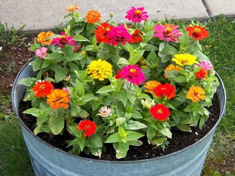 Tammy Blair-Lack's tub of COLOR Ideas Jardin, Zinnia Garden, Flea Market Gardening, Zinnia Flowers, Container Gardening Flowers, Corner Garden, Flower Pots Outdoor, Gardening Flowers, Garden Containers