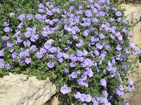 Convolvulus sabatius Viv. | Plants of the World Online | Kew Science Convolvulus Sabatius, New Zealand North, Australian Plants, Vascular Plant, Biome, Landscaping Plants, Canary Islands, Planting Seeds, Botanical Gardens