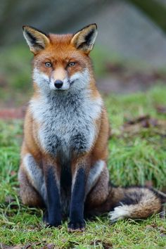 Sitting fox front facing Fuchs Baby, Fox Sitting, Fox Pictures, Animal Guides, Forest Cat, Animal Book, British Wildlife, Norwegian Forest Cat, Wild Dogs