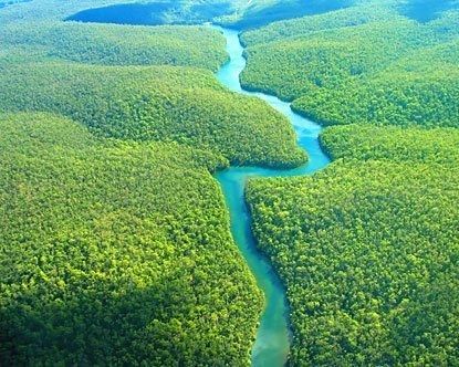 La selva tropical más extensa del mundo: | Abarca un área de 5.5 millones de km2 a lo largo de nueve países sudamericanos diferentes: Brasil, Colombia, Perú, Venezuela, Ecuador, Bolivia, Guayana, Surinam y Guayana francesa. La zona más extensa pertenece a Venezuela. Brazilian Rainforest, Amazon Forest, Nature Architecture, Amazon River, Amazon Rainforest, Green Life, The Amazon, Business News, Juno