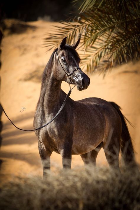 Risalah Al Zobair
Mare Bay Purebred , 2010
(MARAJJ x HW EGYPTIAN ART) Egyptian Arabian Horses, Arabian Horses, Arabian Horse, Egyptian Art, Birds, Horses, Grey, Animals, Art