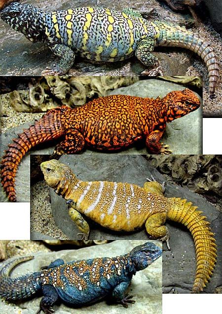 I miss my Izzy... Spiny Tailed Lizards (Uromastyx) are primarily herbivorous, but occasionally eat insects, especially when young. They spend most of their waking hours basking in the sun, hiding in underground chambers at daytime or when danger appears. They tend to establish themselves in hilly, rocky areas with good shelter and accessible vegetation. Egyptian Uromastyx Lizard, Uromastyx Lizard Enclosure, Uromastyx Lizard, Lizard Craft, Desert Dweller, Lizard Tank, Chameleon Lizard, Reptile Room, Cute Reptiles