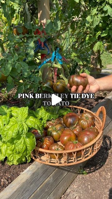 The Young Nonno on Instagram: "Start tomato season off strong 💪🏼🍅

Pink Berkeley Tie Dye delivers a rich, dark, almost smokey taste. Making it the undisputed champ of summer salads. 

Buon giardinaggio!
.
.
.
.
.
.
.
.
.
#garden #gardening #tomato #tomatoes #backyard #gardenlife #grow #greenthumb #veggies #plants #gardener #plant #diy #howto #organic #reels #urbangarden #tips #vegetables #gardeninglife #food #foodie #beauty #harvest #foodporn" Plant Diy, Tomato Season, Summer Salads, Urban Garden, Green Thumb, Tomatoes, Seeds, Tie Dye, Salad