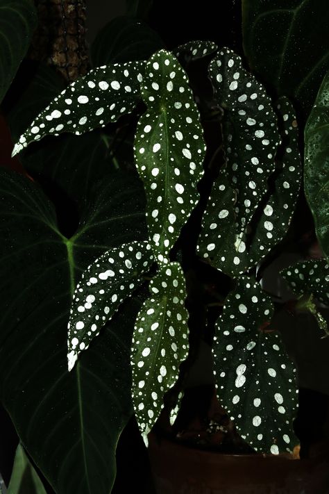 Polka dot Begonia Polka Dot, Begonia Aesthetic, Scary Plants, Polka Dot Aesthetic, Spotted Begonia, Dark Plant, Polka Dot Begonia, Dark Garden, Begonia Maculata