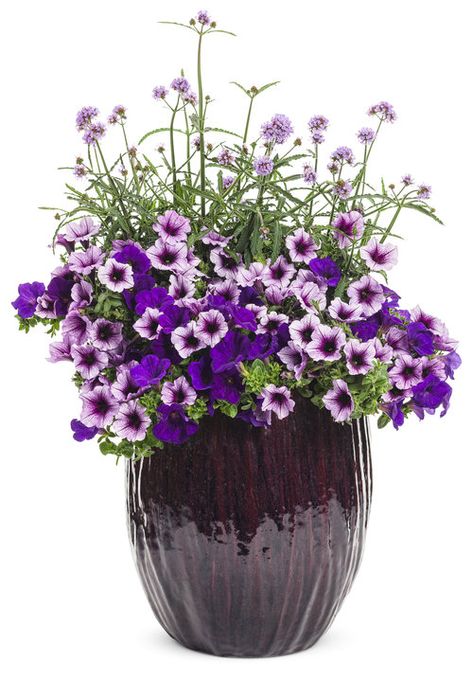 Purple Container Garden, Purple Flower Planter Ideas, Lilac Plant, Petunia Plant, Cedar Raised Garden Beds, Raised Garden Bed Plans, Container Garden Design, Container Gardening Flowers, Summer Plants