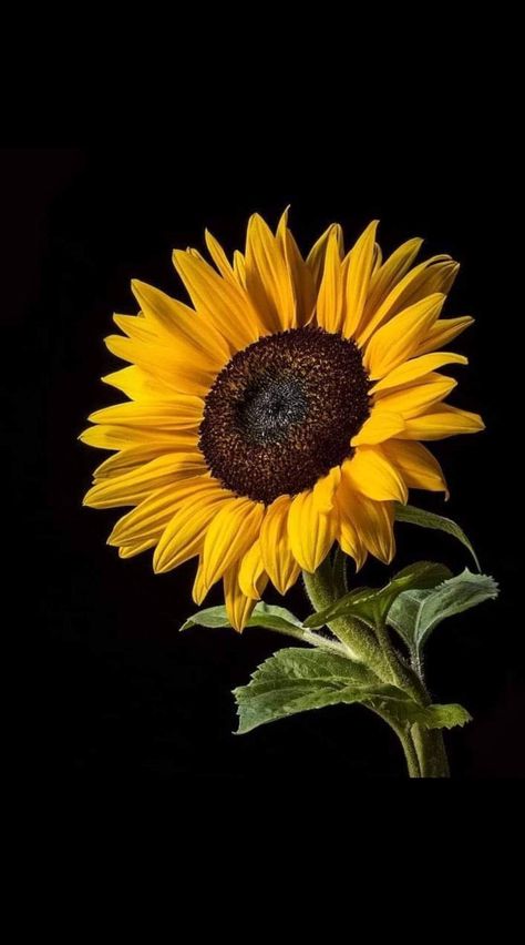 Sunflower Macro Photography, Durgamma Photos, Floral Design Wallpaper, Lovely Background, Japanese Flower Tattoo, Beautiful Sunflowers, Sunflowers And Daisies, Sunflower Photo, Sunflower Pictures