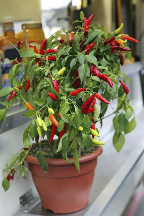 Growing Chillies in the Greenhouse Advice Chilli Plant, نباتات منزلية, Container Gardening Ideas, Container Vegetables, Indoor Vegetable Gardening, Growing Veggies, Organic Vegetable Garden, Grow Vegetables, Pepper Plants