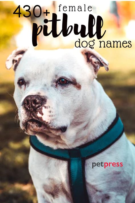 Pitbulls are often known as an aggressive breed, but we know them often to be loving companions just like other dog breeds. Female pitbulls can be oh so cute, so we have put together a list of pitbull names for females that are tough, strong and cute. Strong Dog Names Girl, Girl Pitbull Names, Strong Female Dog Names, Female Pitbull Names, Pitbull Puppy Names, Bull Names, Strong Dog Names, Girl Dog Names Unique, Pitbull Dog Names