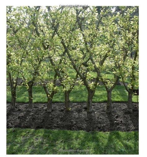 Espalier Fruit Trees, Nut Trees, Fruit Strawberry, Ground Covers, Potager Garden, Edible Landscaping, Veg Garden, Formal Gardens, Fruit Garden