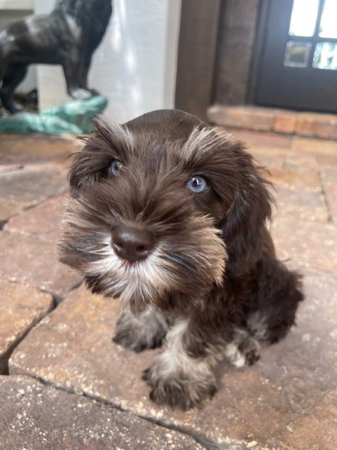 Mini schnauzer puppy dog, cute animals , teacup dogs, blue eyes , baby dogs, puppies Brown Schnauzer, Black Mini Schnauzer Puppy, Chocolate Mini Schnauzer, Brown And White Schnauzer, Mini Schnauzer Puppies, Minature Schnauzer Brown, Schnauzer Puppy, Mini Schnauzer, Blue Eyes