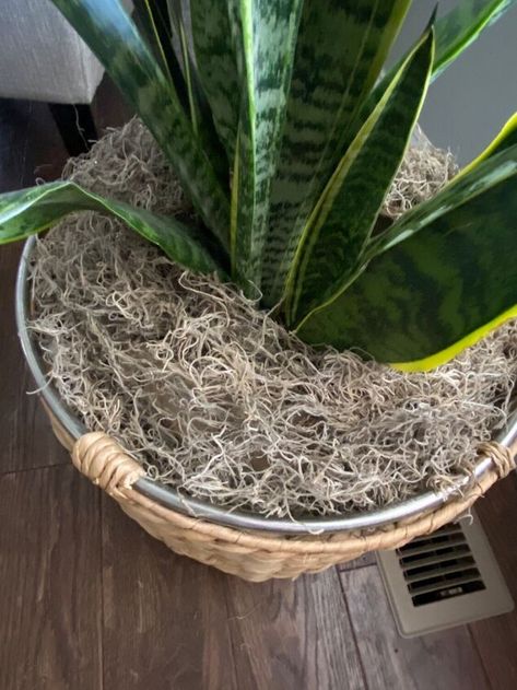 We have a bunch of house plants but something always looked off about them. I always put the pots on nicer baskets, but l still felt like something was missing. This hack was an easy and cheap way to make them look more expensive, and it literally only took me 5 minutes! What I used: Brown backing paper Spanish moss First, I took some brown packing paper from one of the deliveries we had this week, and folded it up to about the size of the basket the plant was in. Then I rippe… Plants In Baskets Indoor, Brown Packing Paper, Plants In Baskets, Creative Planter, House Planter, House Plant Pots, Plant Pot Decoration, Packing Paper, Diy Plant Stand