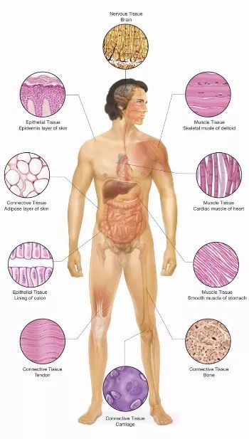 Body Tissues Anatomy, Tissues Anatomy, Epithelial Tissue, Bone Tissue, Basement Membrane, Increase Height Exercise, Anatomy Bones, Nursing School Motivation, Skin Moles