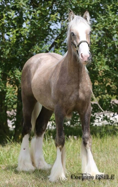 Yearling Horse, Palomino Appaloosa, Sooty Palomino, Cob Horse, Horse Coats, Appaloosa Horses, Appaloosa, Horses, Animals