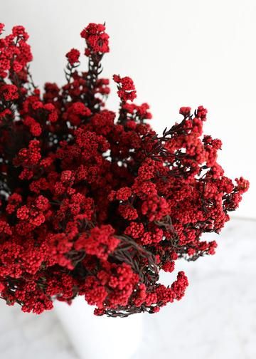 Dried Phylica Filler Flowers in Red - 5-6 oz Bunch - 12"-17" Tall Bundle Dried Red Flowers, Red Asethics, Red Dried Flowers, Diy Fall Wedding Bouquets, Red Bouquets, Lavender And Red, Pretty Wedding Bouquet, Hydrangea Bouquet Wedding, Filler Flowers