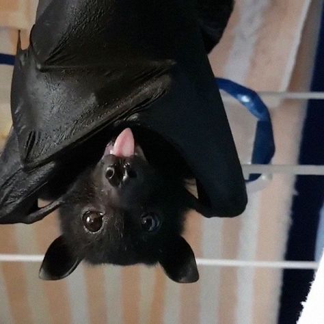 Feeling Mischievous, Cute Bats, Bat Animal, Fruit Bat, Baby Bats, Nick Sturniolo, Cute Bat, Haiwan Peliharaan, Black Bat